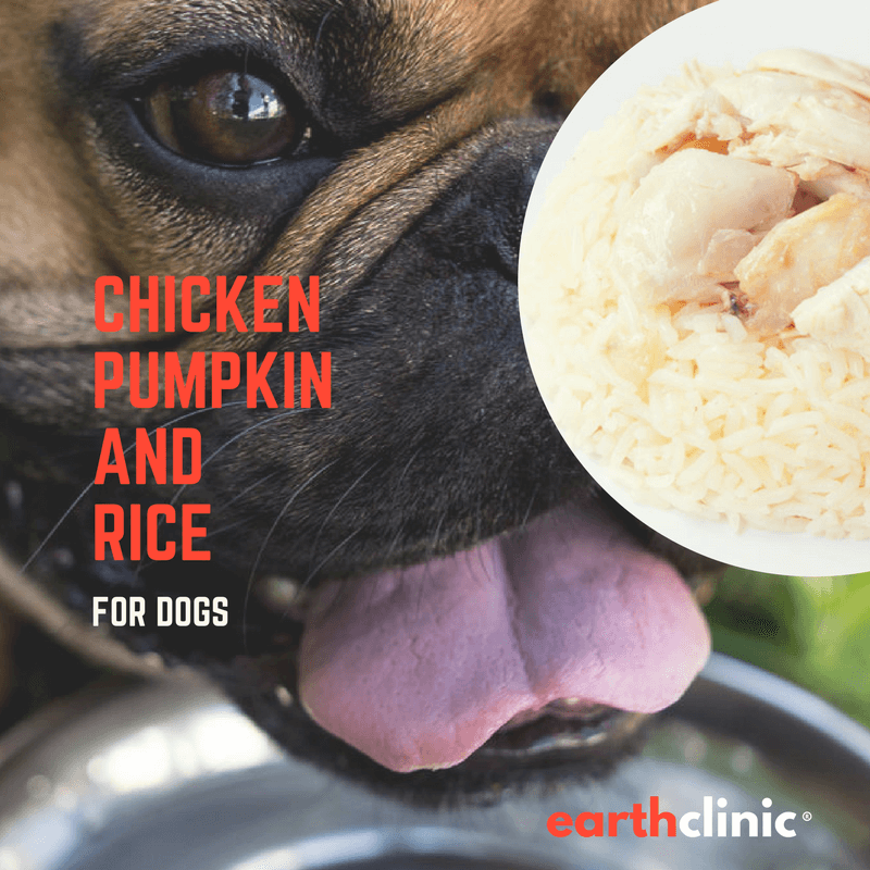 Chicken, Rice, and Pumpkin Diet for Dogs with Digestive Problems